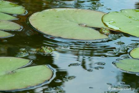 bagn_Masny012.jpg - Grenouilles vertes