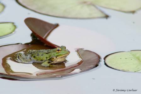 bagn_jeremy013.jpg - Grenouille verte