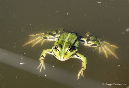 bagv_DSC06223m.JPG - Grenouille verte