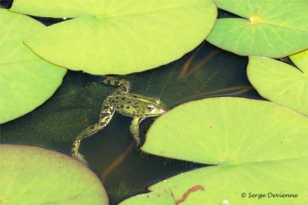 bagv_DSC07310d.jpg - Grenouille verte