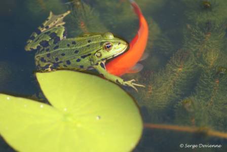 bagv_DSC07425i.JPG - Grenouille verte et poisson rouge.