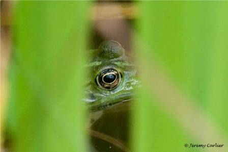 bagv_Masny008d.jpg - Grenouille verte