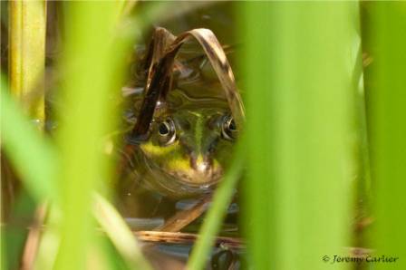 bagv_Masny010d.jpg - Grenouille verte