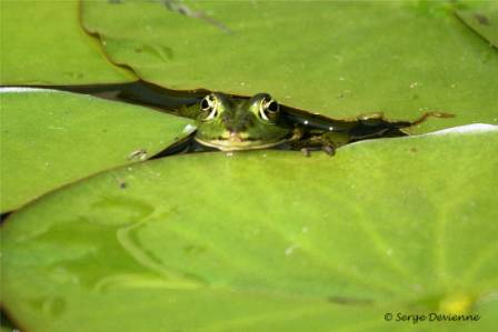 bagv_gDSC06447d.jpg - Grenouille verte