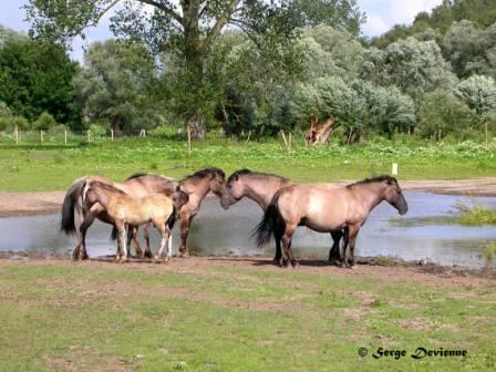 GFaut_DSCN1176aw.jpg - Chevaux Konik Polski aux Fiantons (Rieulay - Pecquencourt)