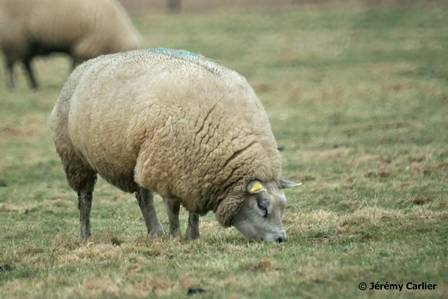 uitpo7800Blankenberge012w.jpg - Mouton dans les polders.