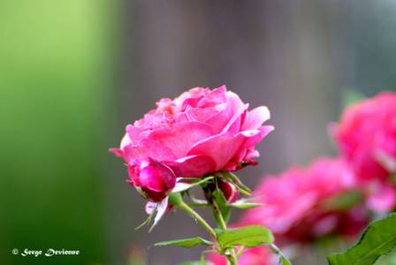 DSC05173txw.jpg - Rose anglaise