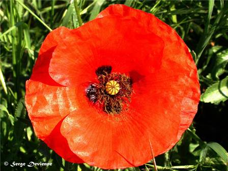 DSCN0361txw.jpg - Coquelicot