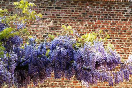 yflgl_DSC05748m.JPG - glycine