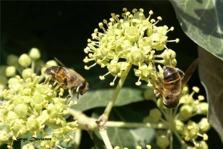 GFinsa_DSC07615dtxw.jpg - Abeille domestique