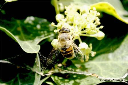 GFinsa_DSC07617dtxw.jpg - Abeille domestique