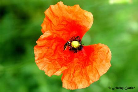 GFinsa_DSC08365txw.jpg - Syrphes ceinturés et coquelicot