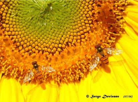 GFinsa_DSCN7644adw.jpg - Syrphes ceinturés sur tournesol