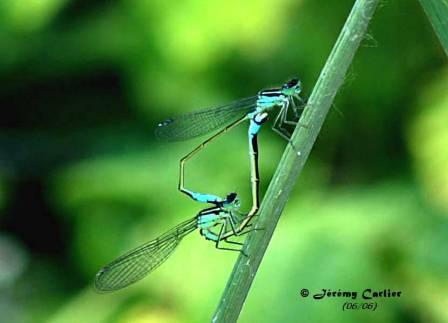 GFinsl_PICT1235drtw.jpg - "Coeur" de demoiselles bleues