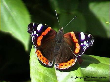 GFinsp_DSC00012nw.jpg - Papillon Vulcain