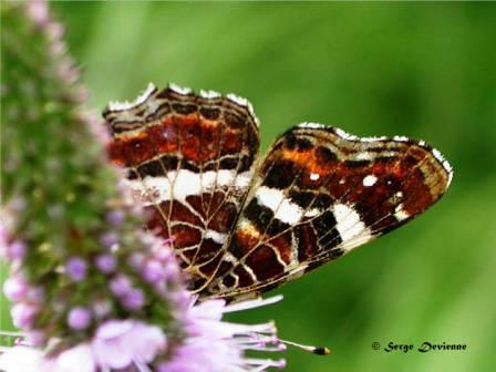 GFinsp_DSCN1479mddw.jpg - Papillon Carte géographique (seconde génération)