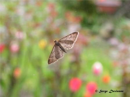 GFinsp_DSCN3555dtxw.jpg - Papillon nocturne sur la vitre.