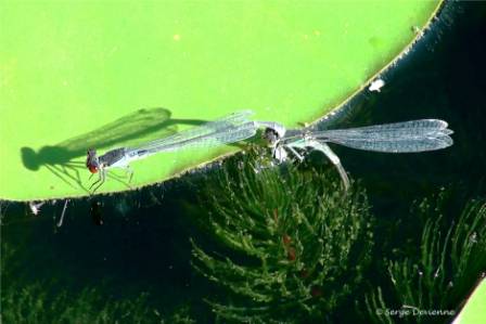 ilag_20090815161851(4)dt.jpg - Agrion jouvencelle