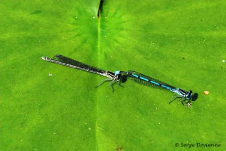 ilag_DSC06374d.jpg - Agrions  jouvencelles  (demoiselles)