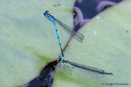 ilag_DSC06413d.jpg - Agrion jouvencelle