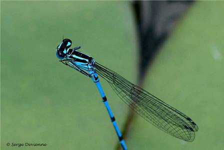 ilag_DSC06420dr.jpg - Agrion jouvencelle