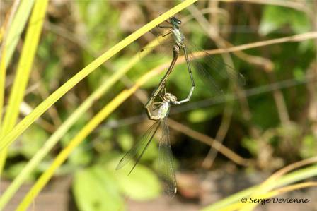 ilag_DSC07381d.jpg - Agrion jouvencelle