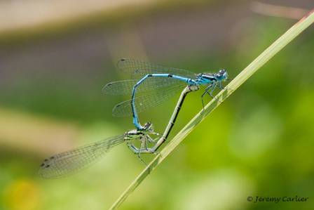 ilag_jeremy2009_007.jpg - Agrion jouvencelle