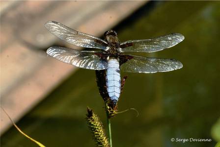 ilde_DSC06178m.JPG - Libellule déprimée