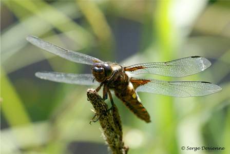 ilde_DSC06203a.jpg - Libellule déprimée