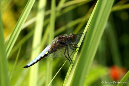 ilde_DSC06587d.jpg - Libellule déprimée