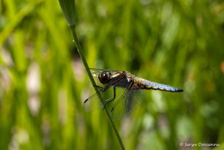 ilde_DSC06712.jpg - Libellule déprimée