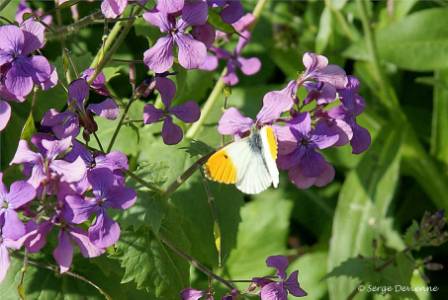 ipau_DSC05598d.jpg - Papillon Aurore sur fleur de monnaie du pape