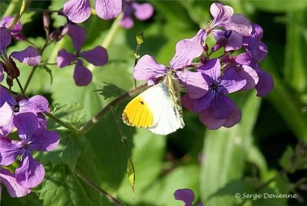 ipau_DSC05599d.jpg - Papillon Aurore sur fleur de monnaie du pape