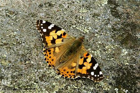 ipbd_DSC05793d2t.jpg - La Vanesse du chardon ), aussi appelée Belle-Dame