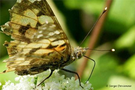 ipbd_DSC06324dd.jpg - Belle dame ou Vanesse des chardons