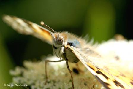 ipbd_DSC06663.JPG - Belle dame ou Vanesse des chardons