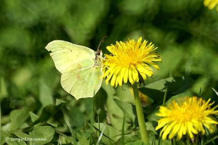 ipci_DSC05041dd.jpg - Papillon Citron