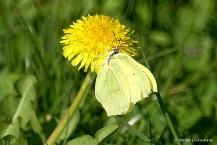 ipci_DSC05045dd.jpg - Papillon Citron