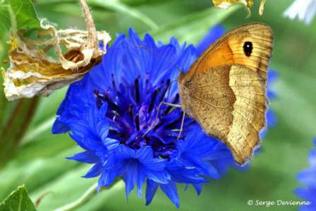 ipmy_DSC07125d.JPG - Papillon  Myrtil