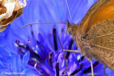 ipmy_DSC07126d.JPG - Papillon  Myrtil