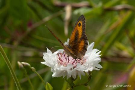 ipmy_DSC07139d.jpg - Papillon  Myrtil sur centaurée