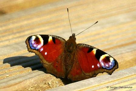 ippj_DSC04954dd.jpg - Papillon Paon du jour