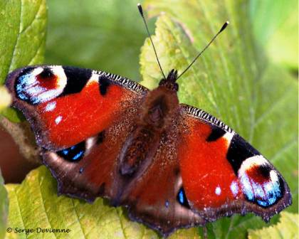 ippj_DSC08241dd.jpg - Papillon Paon du jour