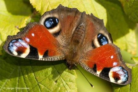 ippj_DSC08244d.jpg - Papillon Paon du jour