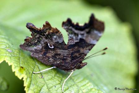 iprd_DSC08124.jpg - Papillon Robert le Diable