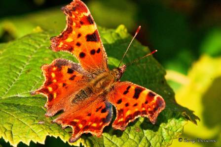 iprd_DSC08135d.jpg - Papillon Robert le Diable