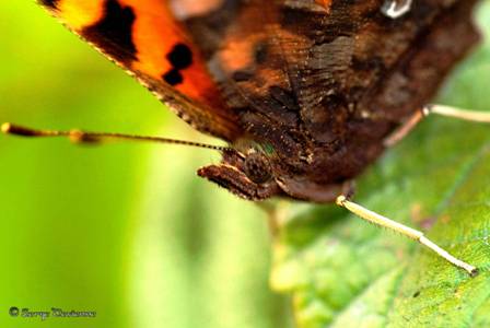 iprd_DSC08142d.jpg - Papillon Robert le Diable