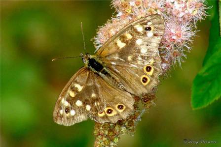 ipti_DSC00115d.jpg - Papillon Tircis