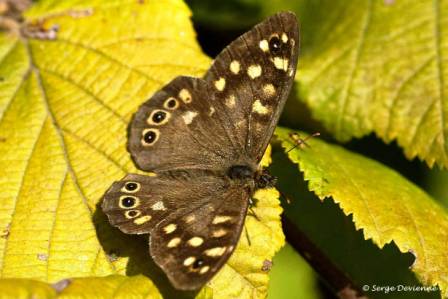 ipti_DSC08205dd.jpg - Papillon Tircis