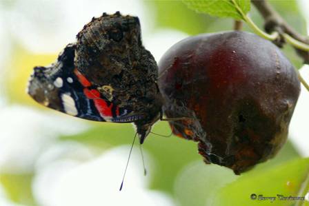 ipvu_DSC07536d.jpg - Papillon Vulcain